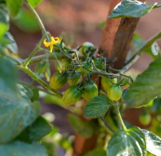 Prázdninový dům Naxos Kato Sangrion