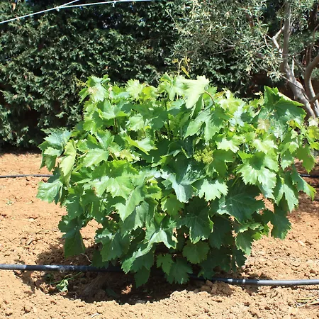 Сasa de vacaciones Naxos Kato Sangrion
