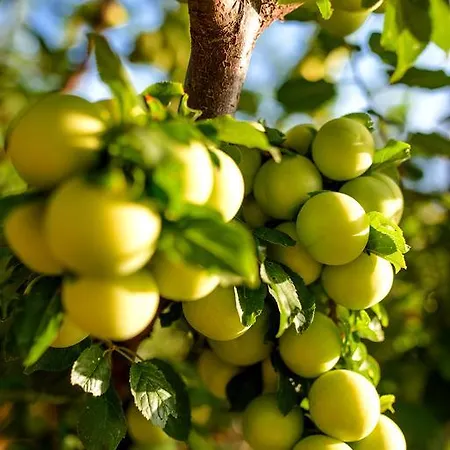 Naxos Holiday home *