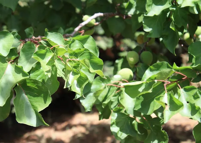 Casa vacanze Naxos *